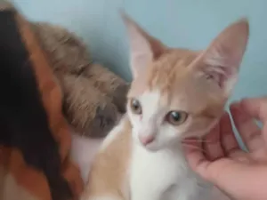 Gato ra a SRD-ViraLata idade 2 a 6 meses nome Lady gaga 