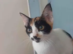 Gato ra a SRD-ViraLata idade 2 a 6 meses nome Jennifer Lopez