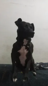 Cachorro ra a SRD-ViraLata idade 2 anos nome Zé 