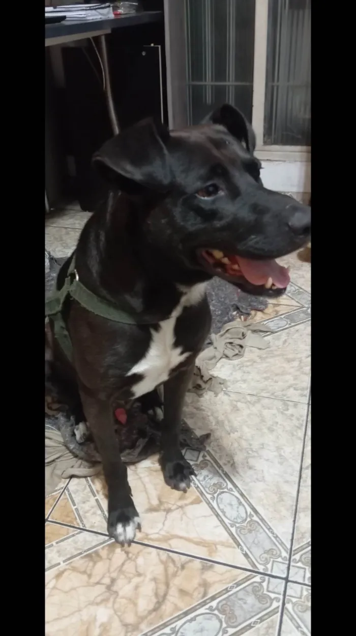 Cachorro ra a SRD-ViraLata idade 2 anos nome Zé 