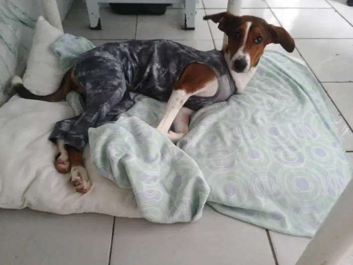 Cachorro ra a SRD-ViraLata idade 7 a 11 meses nome Faisca