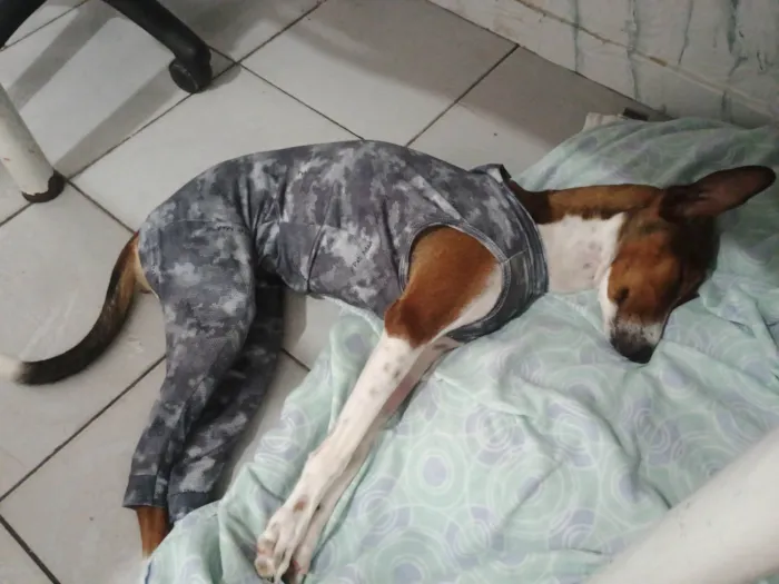Cachorro ra a SRD-ViraLata idade 7 a 11 meses nome Faisca