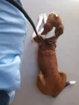 Cachorro ra a SRD-ViraLata idade 7 a 11 meses nome Faisca