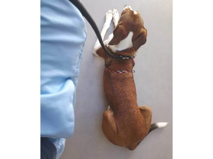 Cachorro ra a SRD-ViraLata idade 7 a 11 meses nome Faisca