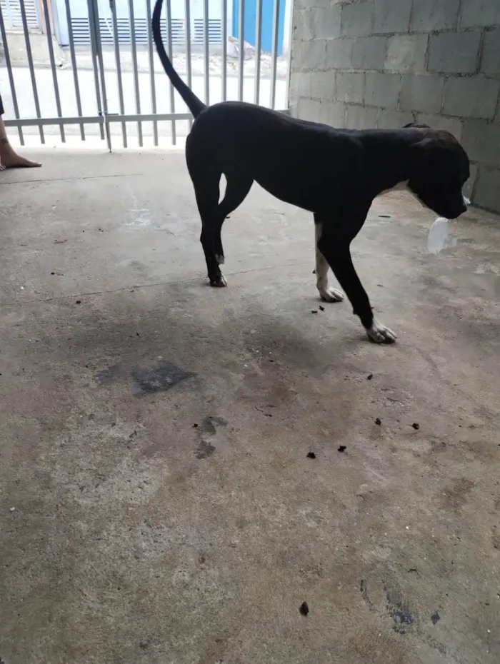 Cachorro ra a Pit-Bull idade 7 a 11 meses nome Pandora 