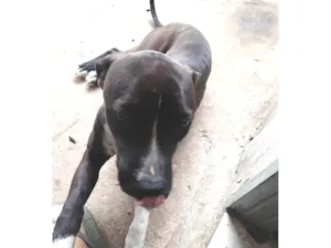 Cachorro ra a Pit-Bull idade 7 a 11 meses nome Pandora 