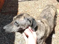 Cachorro raça SRD-ViraLata idade 2 anos nome Ísis 