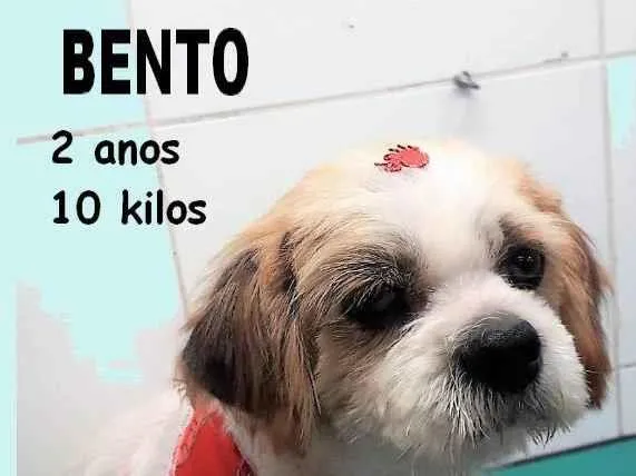 Cachorro raça SRD-ViraLata idade 2 anos nome BENTO