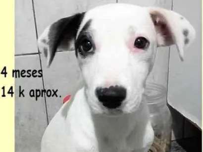 Cachorro raça SRD-ViraLata idade 2 a 6 meses nome CECÍLIA