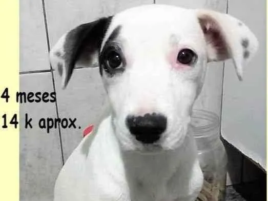 Cachorro raça SRD-ViraLata idade 2 a 6 meses nome CECÍLIA