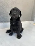 Cachorro ra a SRD-ViraLata idade 2 a 6 meses nome Zuri, Mali, Kai e Nai