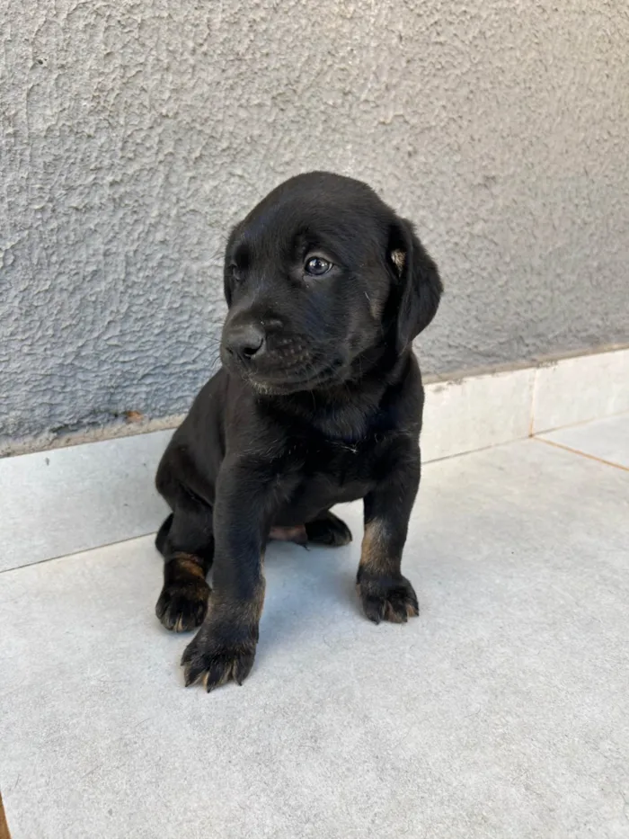 Zuri, Mali, Kai e Nai