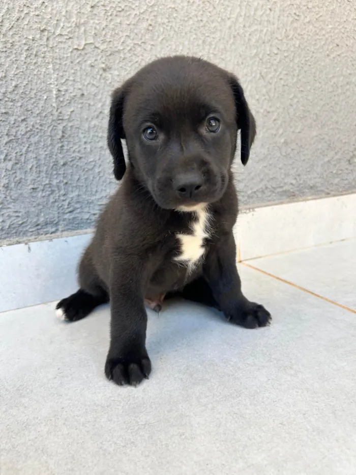 Cachorro ra a SRD-ViraLata idade 2 a 6 meses nome Zuri, Mali, Kai e Nai