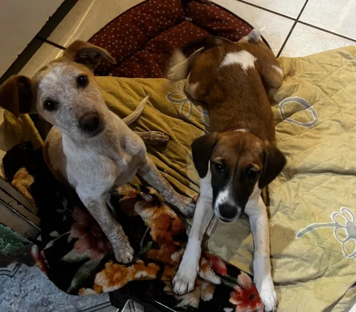 Cachorro ra a SRD-ViraLata idade 2 a 6 meses nome Mel e Marley