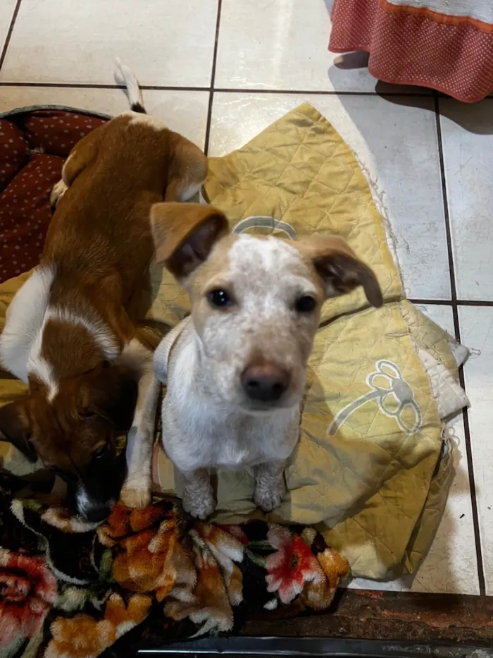 Cachorro ra a SRD-ViraLata idade 2 a 6 meses nome Mel e Marley