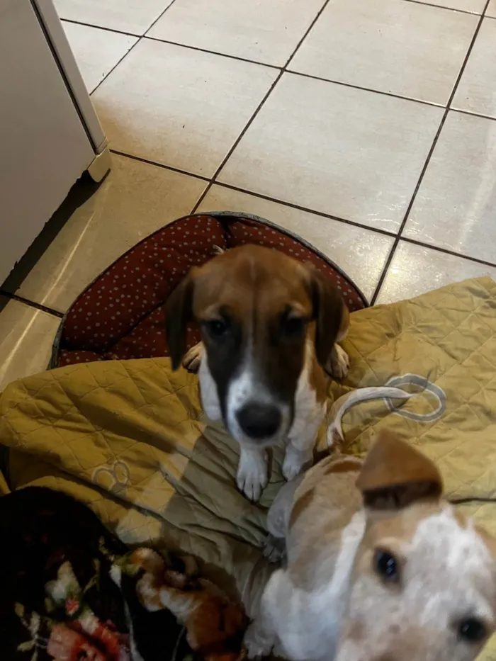 Cachorro ra a SRD-ViraLata idade 2 a 6 meses nome Mel e Marley