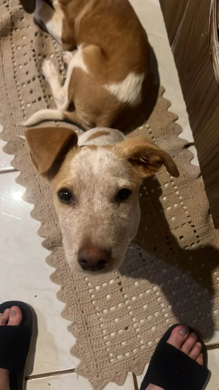 Cachorro ra a SRD-ViraLata idade 2 a 6 meses nome Mel e Marley