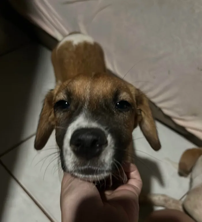 Cachorro ra a SRD-ViraLata idade 2 a 6 meses nome Mel e Marley