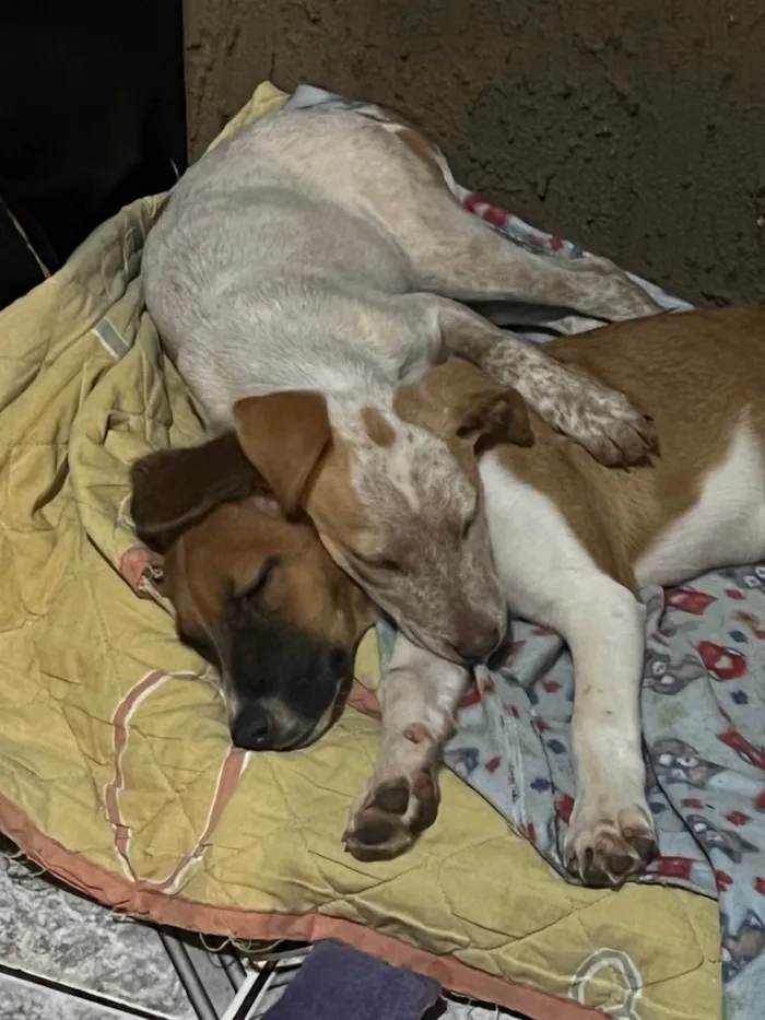 Cachorro ra a SRD-ViraLata idade 2 a 6 meses nome Mel e Marley