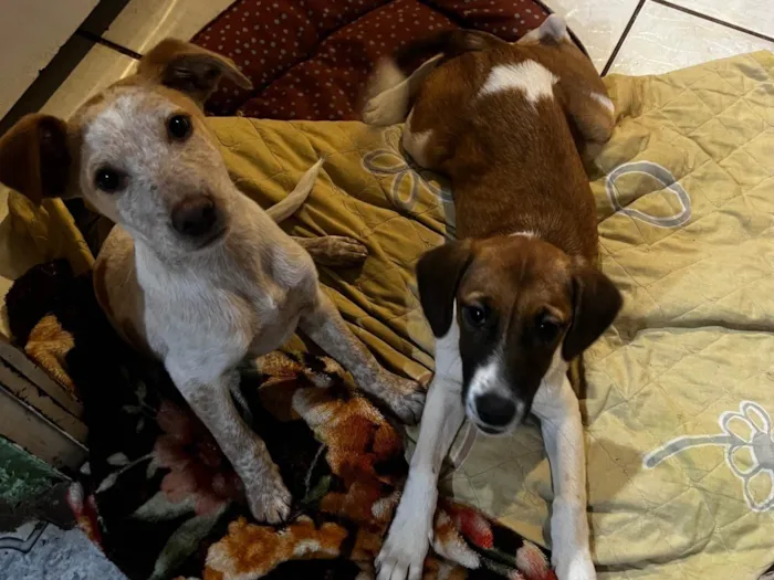 Cachorro ra a SRD-ViraLata idade 2 a 6 meses nome Mel e Marley