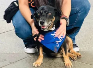 Cachorro ra a SRD-ViraLata idade 5 anos nome Hortelã 