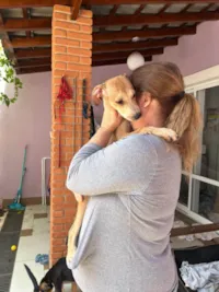 Cachorro ra a SRD-ViraLata idade 2 a 6 meses nome Marquinhos 
