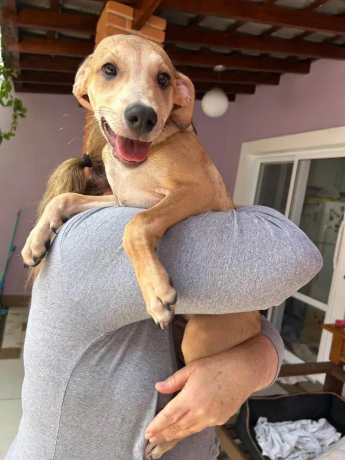 Cachorro ra a SRD-ViraLata idade 2 a 6 meses nome Marquinhos 