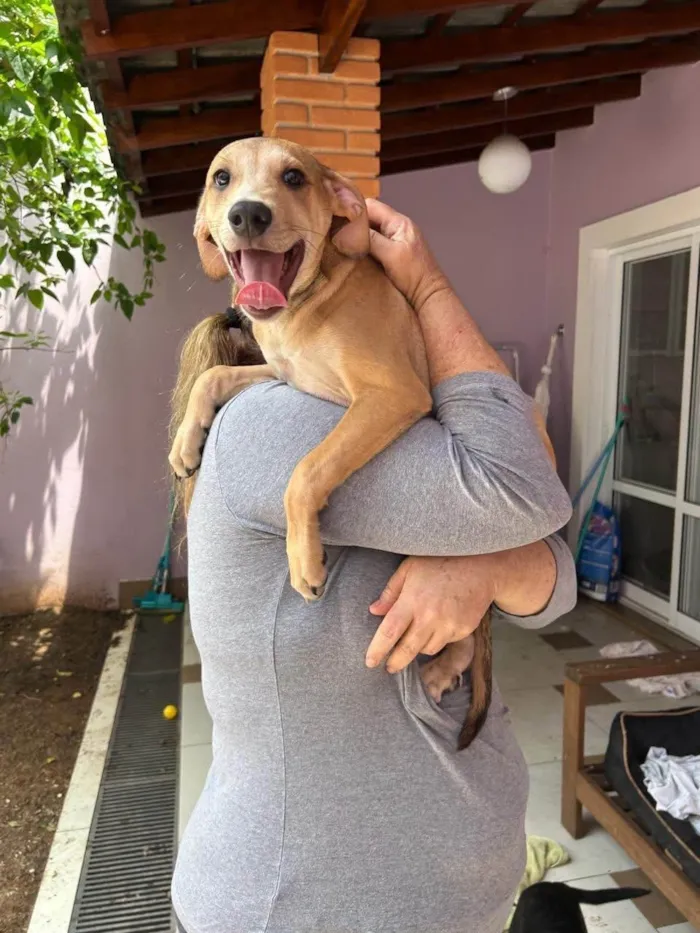 Cachorro ra a SRD-ViraLata idade 2 a 6 meses nome Marquinhos 