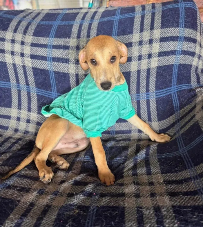 Cachorro ra a SRD-ViraLata idade 2 a 6 meses nome Marquinhos 