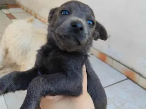 Cachorro raça SRD-ViraLata idade 2 a 6 meses nome sem nome