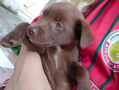 Cachorro raça SRD-ViraLata idade 2 a 6 meses nome sem nome