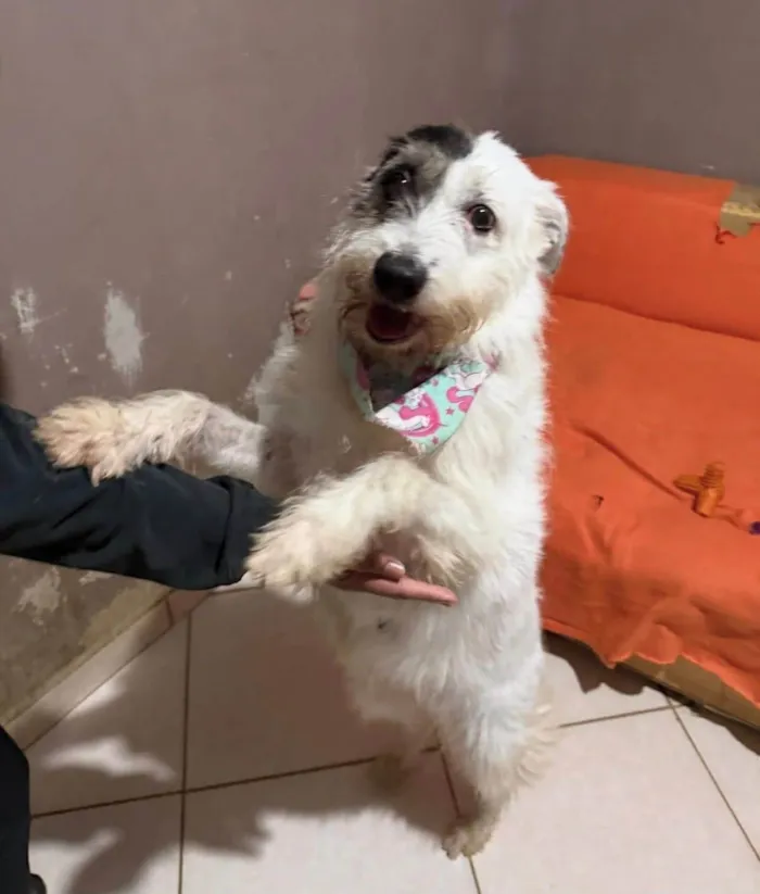 Cachorro ra a SRD-ViraLata idade 3 anos nome Luna