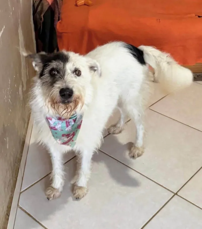 Cachorro ra a SRD-ViraLata idade 3 anos nome Luna