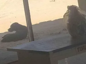 Cachorro raça SRD-ViraLata idade 2 anos nome Cão 