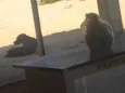 Cão 