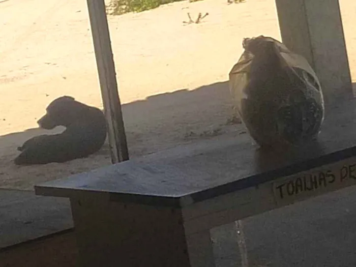 Cachorro raça SRD-ViraLata idade 2 anos nome Cão 