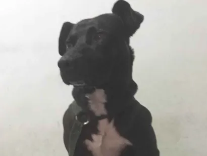 Cachorro raça SRD-ViraLata Pit Bull idade 2 anos nome Zé 