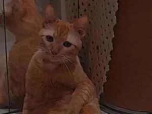 Gato ra a SRD-ViraLata idade 2 a 6 meses nome Simba