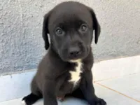 Cachorro raça SRD-ViraLata idade 2 a 6 meses nome Zuri, Mali, Kai e Nai
