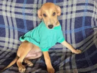 Cachorro raça SRD-ViraLata idade 2 a 6 meses nome Marquinhos 