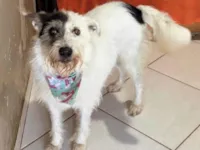 Cachorro raça SRD-ViraLata idade 3 anos nome Luna