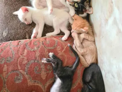 Gato raça Exótico idade 2 a 6 meses nome Quem adotar vai definir