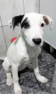 Cachorro ra a SRD-ViraLata idade 2 a 6 meses nome Cecília 