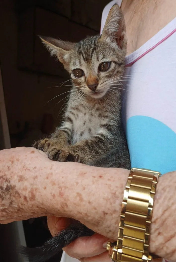 Gato ra a SRD-ViraLata idade 2 a 6 meses nome Cacau