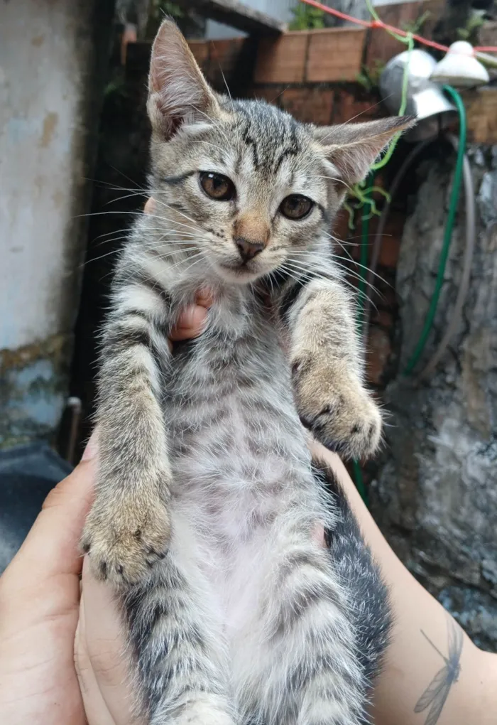 Gato ra a SRD-ViraLata idade 2 a 6 meses nome Cacau