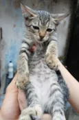 Gato ra a SRD-ViraLata idade 2 a 6 meses nome Cacau