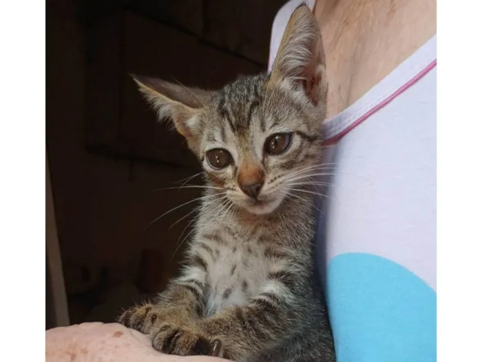 Gato ra a SRD-ViraLata idade 2 a 6 meses nome Cacau