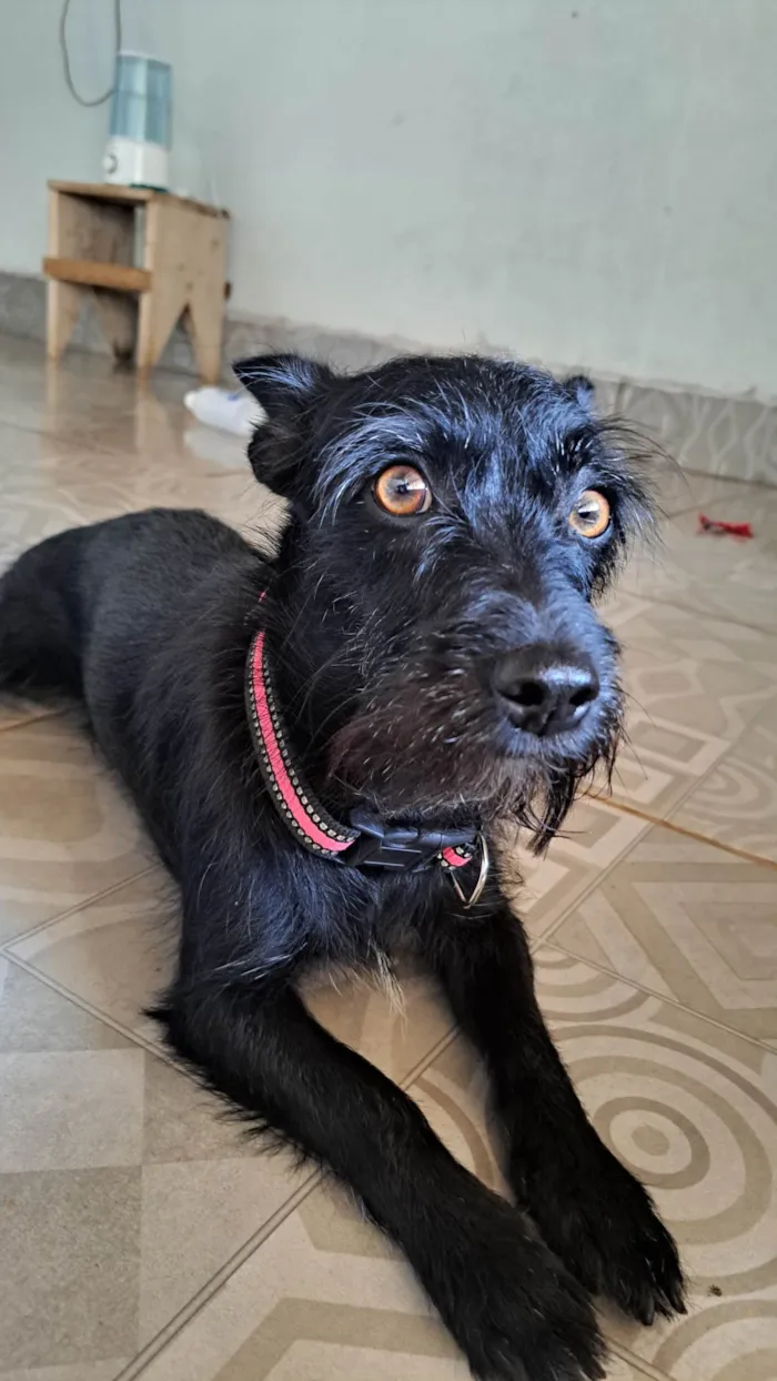 Cachorro ra a SRD-ViraLata idade 1 ano nome Sofhia 