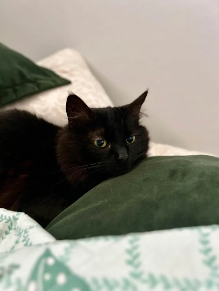 Gato ra a SRD-ViraLata idade 6 ou mais anos nome Calíope