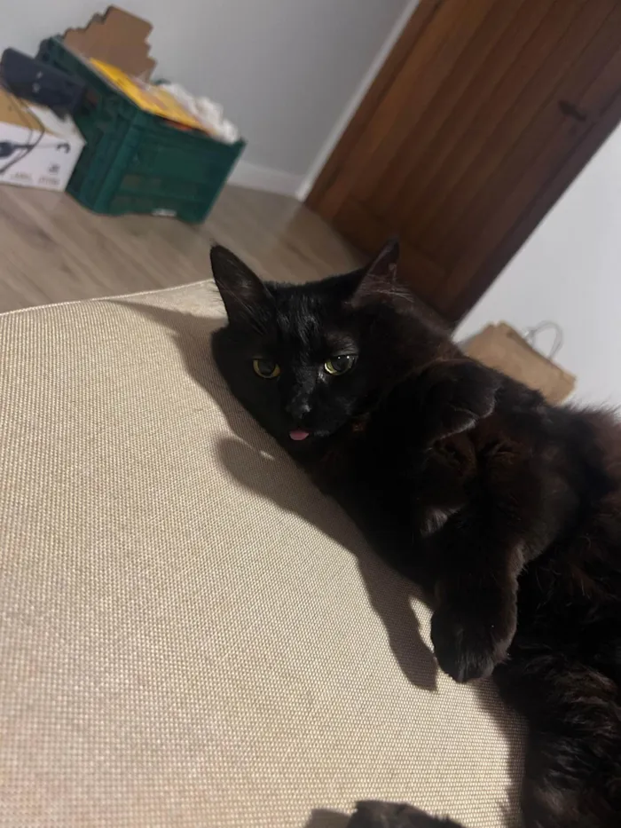 Gato ra a SRD-ViraLata idade 6 ou mais anos nome Calíope